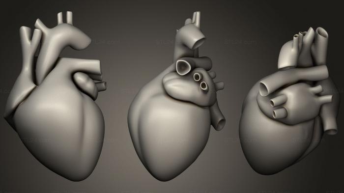 Анатомия скелеты и черепа (Человеческое сердце полно, ANTM_1213) 3D модель для ЧПУ станка
